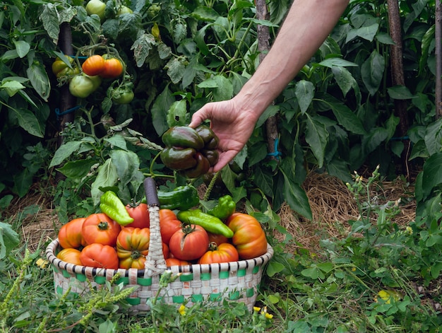 Ręka zbierania papryki w sadzie w koszyku.