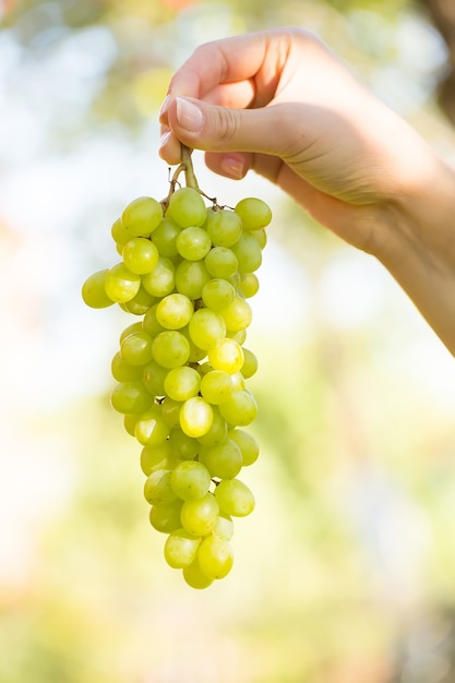 Ręki trzyma wiązkę dojrzali świezi organicznie zieleni winogrona podczas lata żniwa w winnicy sadzie