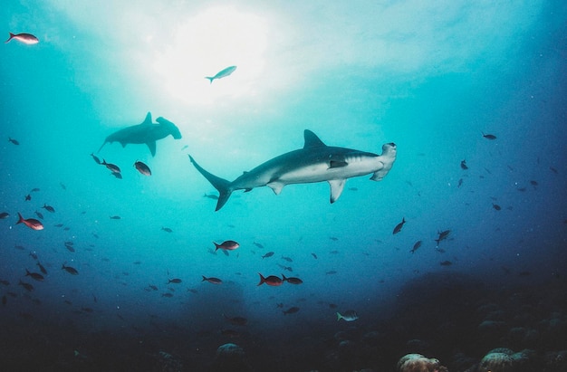 Rekin Hammerhead Sphyrnidae pływający w tropikalnych wodach podwodnych