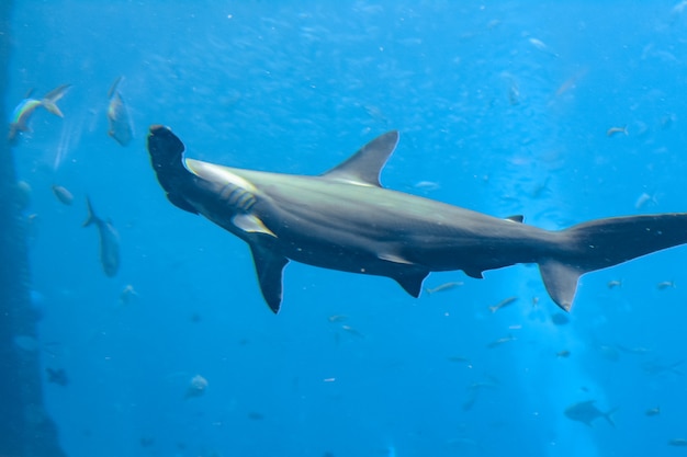 Rekin młot w akwarium. Młot wielki (Sphyrna mokarran) to największy gatunek rekina młota, należący do rodziny Sphyrnidae. Atlantis, Sanya, wyspa Hainan, Chiny.
