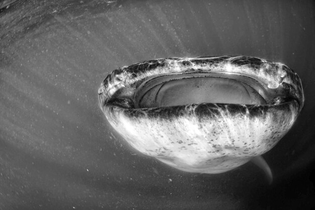Rekin wielorybi pod wodą z dużymi otwartymi szczękami podczas zbliżania się do ciebie