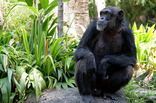 Zdjęcie relaksujący portret młodego szympansa