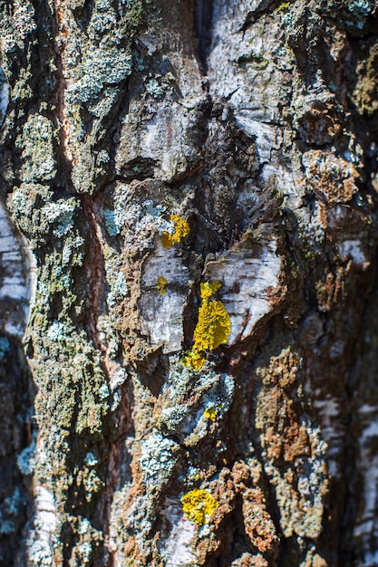 Reliefowa tekstura zbliżenie kory starego drzewa w lesie Naturalny piękny abstrakcyjny wzór drewna powierzchni tapet i tła