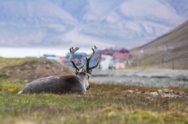 Renifer Odpoczywa W Nocy Przed Longyearbyen, Svalbard, Arktyczny