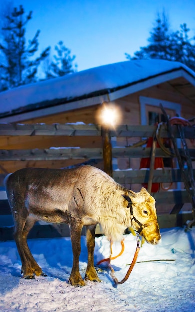 Reniferowe sanie w nocy Finlandia w Rovaniemi na farmie Laponii. Bożonarodzeniowe sanki na wieczornym zimowym safari na sankach ze śniegiem Biegun Północny Fińskiej Arktyki. Zabawa ze zwierzętami Saami z Norwegii.