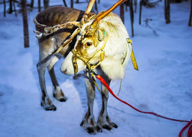 Reniferowe sanie w nocy Finlandia w Rovaniemi na farmie Laponii. Bożonarodzeniowe sanki na wieczornym zimowym safari na sankach ze śniegiem Biegun Północny Fińskiej Arktyki. Zabawa ze zwierzętami Saami z Norwegii.