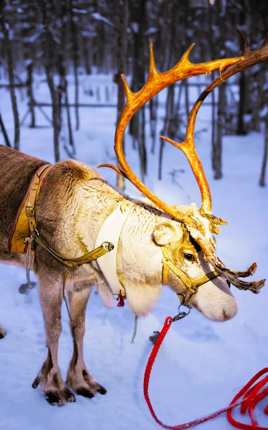 Reniferowe sanie w nocy Finlandia w Rovaniemi na farmie Laponii. Bożonarodzeniowe sanki na wieczornym zimowym safari na sankach ze śniegiem Biegun Północny Fińskiej Arktyki. Zabawa ze zwierzętami Saami z Norwegii.
