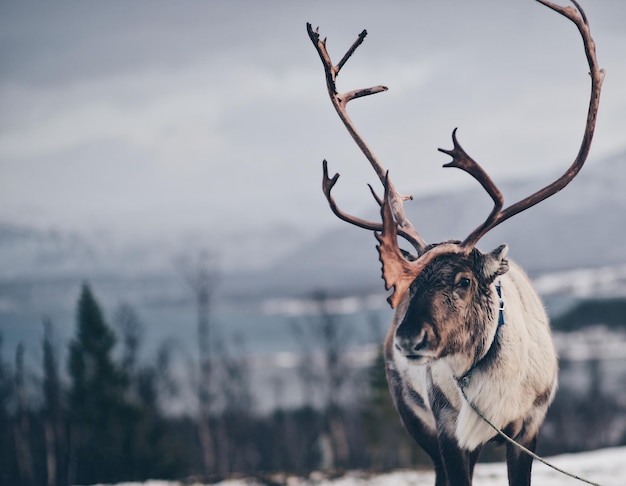 Renifery na świeżym powietrzu w Norwegii