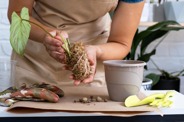 Reprodukcja i przesadzanie rośliny domowej Philodendron verrucosum do doniczki Kobieta sadzi łodygę z korzeniami w nowej glebie zakorzenionej w szklance z mchem Pielęgnacja rośliny doniczkowej Zbliżenie dłoni