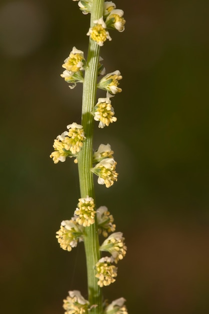 Reseda luteola kwiat