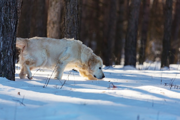 Retriever w zimowym lesie