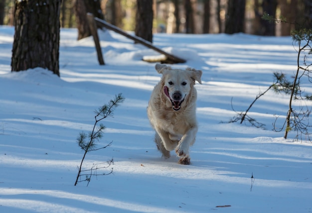 Retriever w zimowym lesie