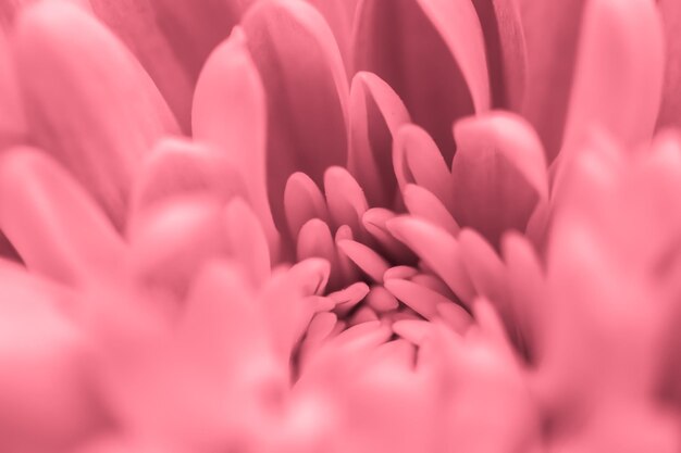 Retro sztuka vintage karta i koncepcja botaniczna abstrakcyjne tło kwiatowy różowy kwiat chryzantemy