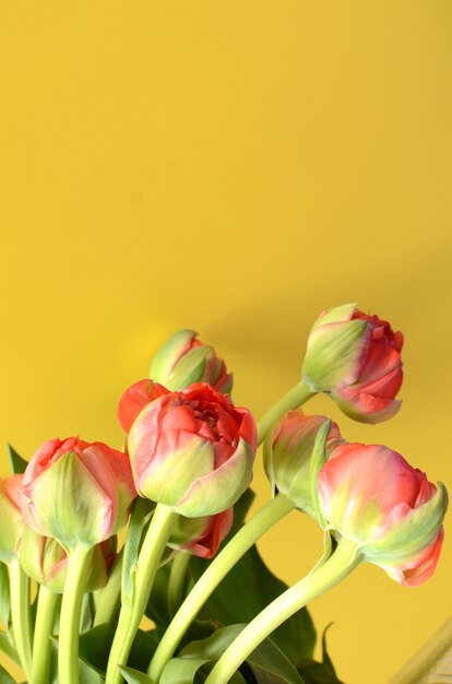 Rewolucjonistka zielony tulipanowy kwiat na żółtym tle
