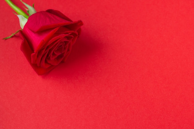 Rewolucjonistki róża na czerwonym tła tle dla eighth Marzec i walentynka dzień