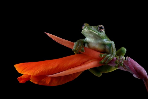 Rhacophorus dulitensis zbliżenie na kwiat