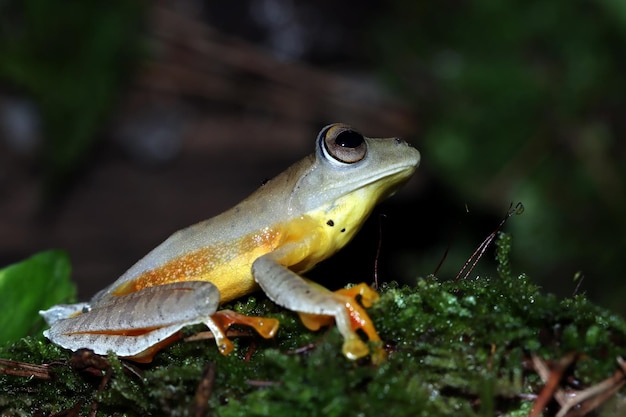 Rhacophorus Margaritifer Zbliżenie Na Mchu Rhacophorus Margaritifer Zbliżenie