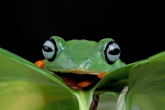 Rhacophorus Reinwartii Na Zielonych Liściach Latająca żaba Zbliżenie Twarz Na Gałęzi Jawajska żaba Drzewna Zbliżenie Obraz