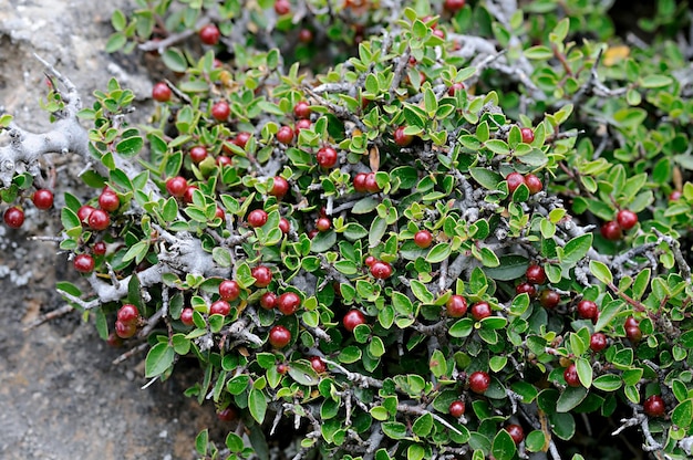 Zdjęcie rhamnus rupicola to krzew z rodziny ramnaceae