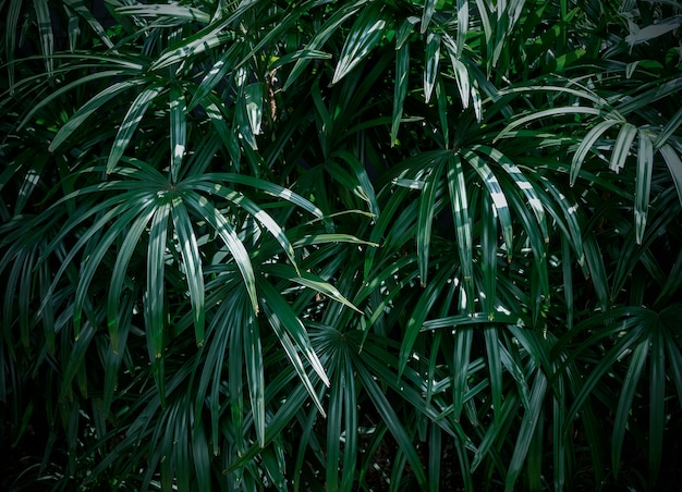 Rhapis Excelsa Lub Damy Palma W Ogrodowym Tropikalnym Liścia Tle