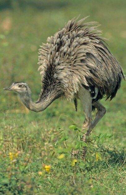 Zdjęcie rhea amerykańska rhea americana brazylia ameryka południowa