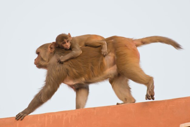 Rhesus Macaque i jego młode