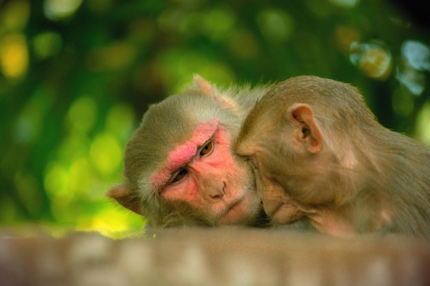 Rhesus Macaque Monkey na drzewie