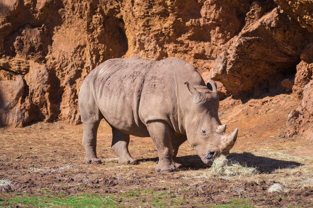 Rhino w zoologicznym