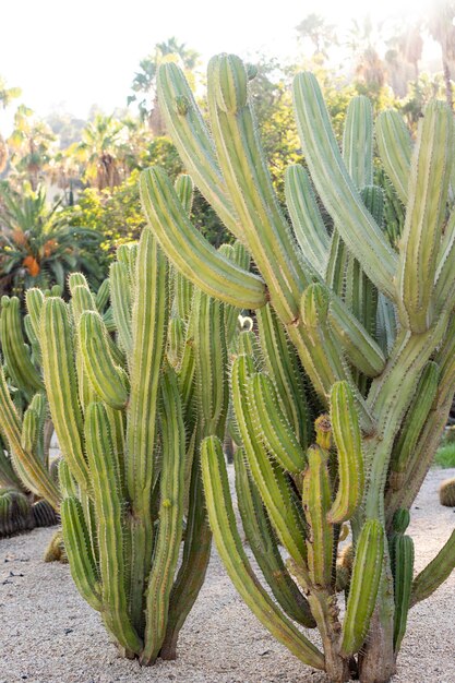 Zdjęcie rhipsalis baccifera duży kaktus san pedro