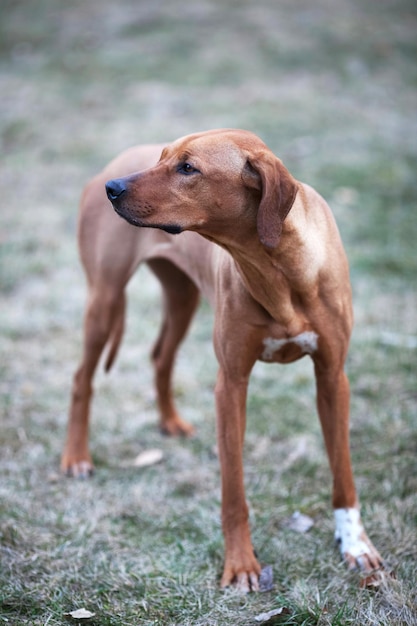 Rhodesian ridgeback dog