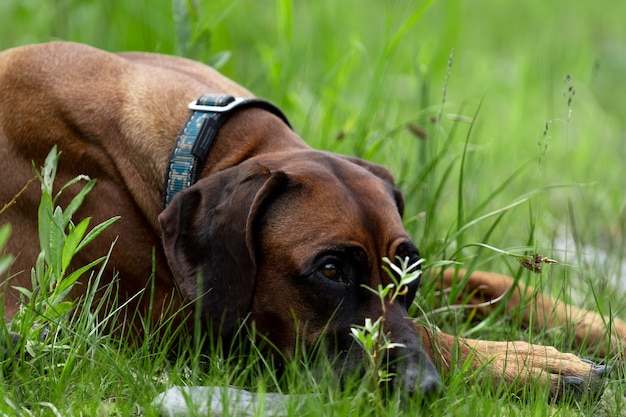 Rhodesian Ridgeback Leży Na Trawie. Piękny Czerwony Pies Leży Na Trawie Ze Spuszczoną Głową