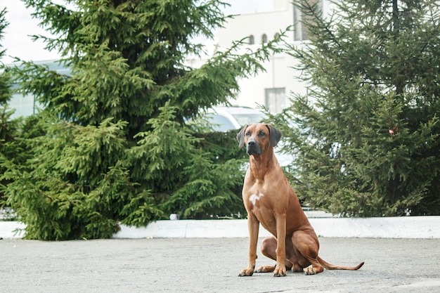 Rhodesian Ridgeback pies portret plenerowy