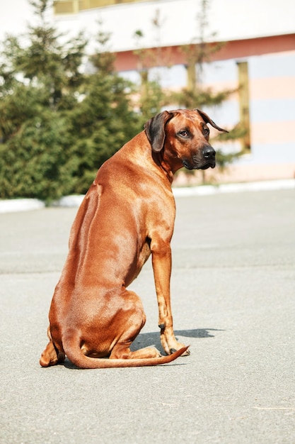 Rhodesian Ridgeback pies portret plenerowy