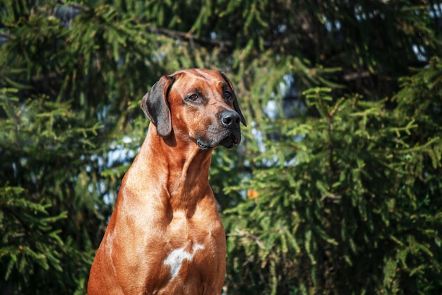 Rhodesian Ridgeback pies portret plenerowy