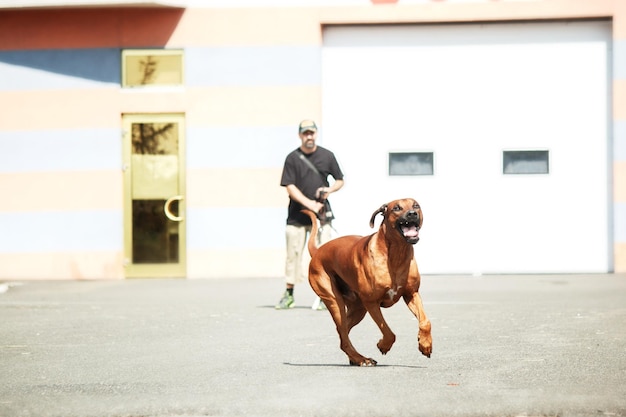 Rhodesian Ridgeback pies portret plenerowy