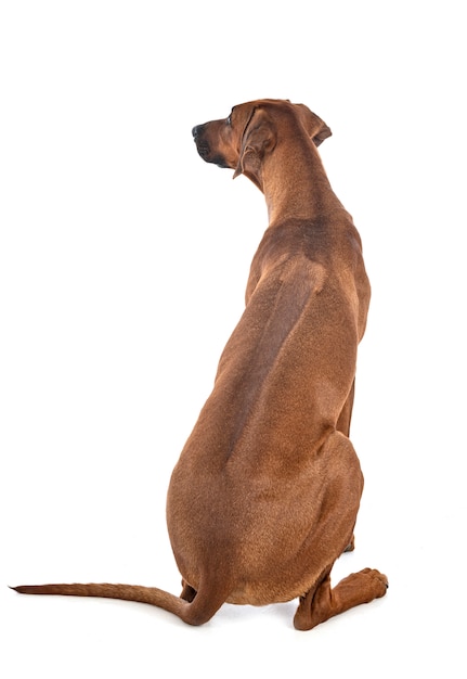 Rhodesian Ridgeback W Studio