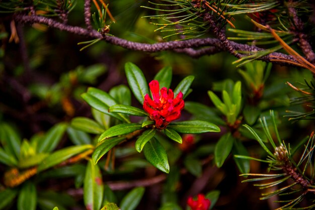 Zdjęcie rhododendron ferrugineum z bliska na górach nad malcesine w prowincji verona we włoszech