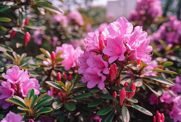 Rhododendron lub Rosebay kwitnie w wiosennym ogrodzie zbliżenie