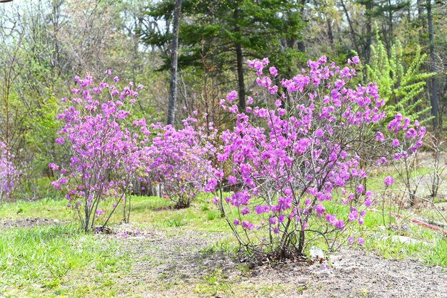 Rhododendron mucronulatum rosnący wiosną na Dalekim Wschodzie Rosji