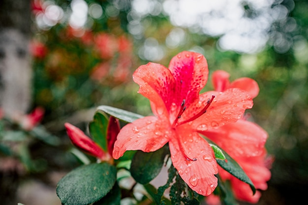 Rhododendron Simsii Planch, Park Narodowy Phu Kradueng, Tajlandia.