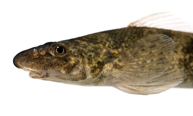 Rhone streber - Zingel asper, Critically Endangered