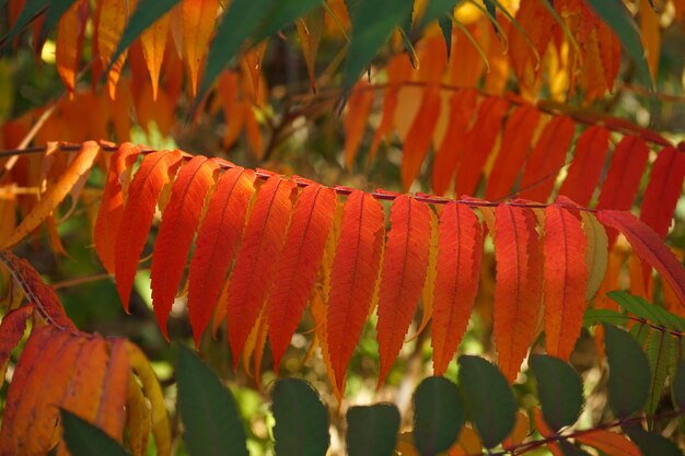 Rhus typhina lub staghorn sumak jesienią Zbliżenie