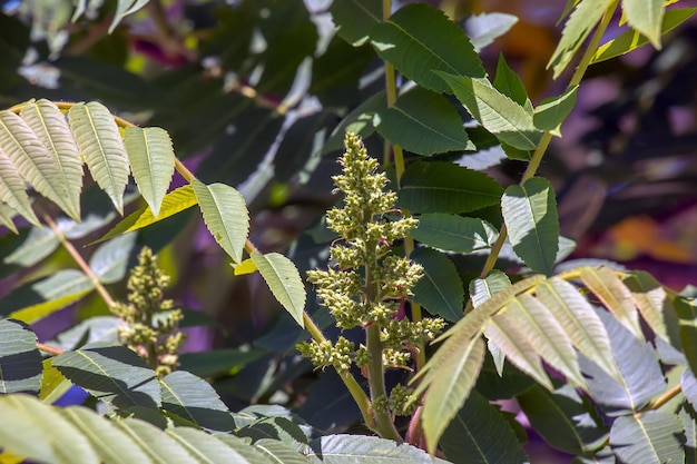 Rhus typhina przed kwitnieniem Rhus typphina stag sumac to gatunek rośliny kwitnącej