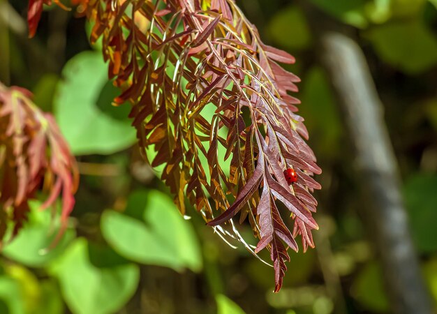 Rhus typhina w październiku Żółte Czerwone liście sumaku staghorn