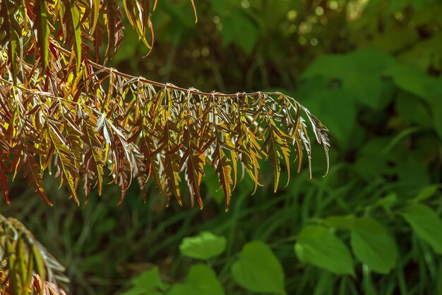 Rhus typhina w październiku Żółte Czerwone liście sumaku staghorn