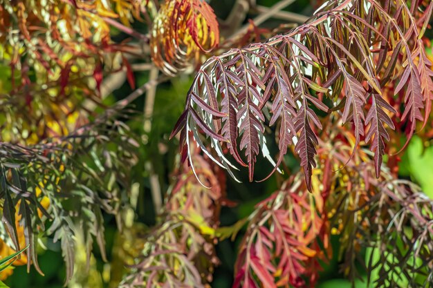 Rhus typhina w październiku Żółte Czerwone liście sumaku staghorn