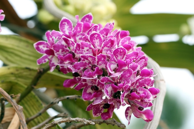 Zdjęcie rhynchostylis gigantea kwiaty orchidei w ogrodzie