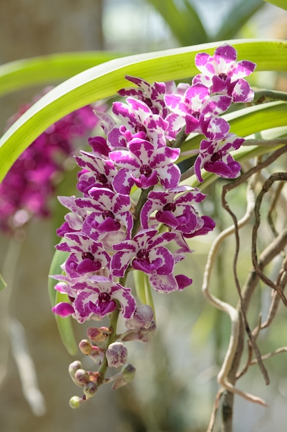 Rhynchostylis gigantea Storczykowy kwiat w orchidei gospodarstwie rolnym.