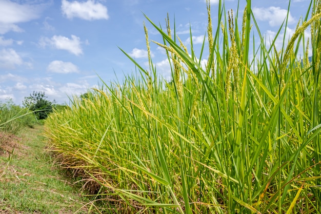 Rice pola i nieba tło.