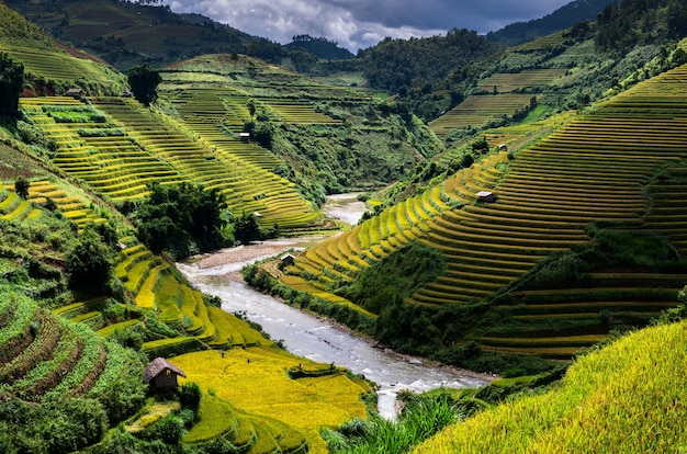Rice pola na tarasowatym Mu Cang Chai okręg, YenBai prowincja, północny zachód Wietnam